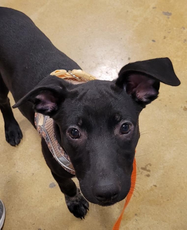Mary Jane, ADOPTABLE, Young Female Black Labrador Retriever.