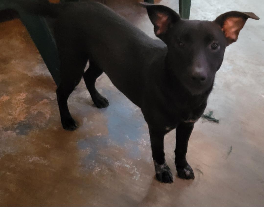 Enlarge Mary Jane, a ADOPTABLE mixed breed in Savannah, GA image 2/2