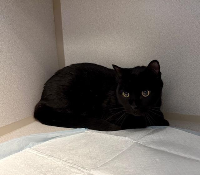 Enlarge Franklin, a ADOPTABLE Domestic Short Hair in Winter Haven, FL image 1/1