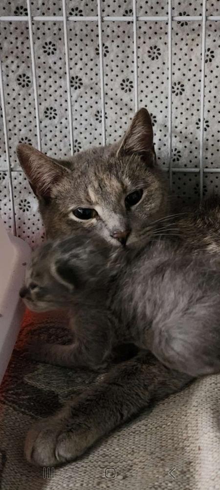 Enlarge Birch, a Adopted mixed breed in Manteca, CA image 1/1