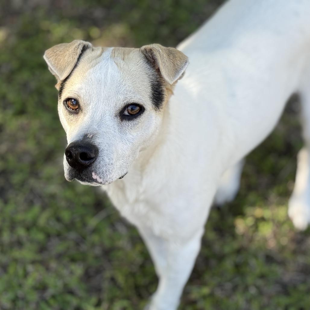 Enlarge Titus, a Adoptable mixed breed in Austin, TX image 5/6