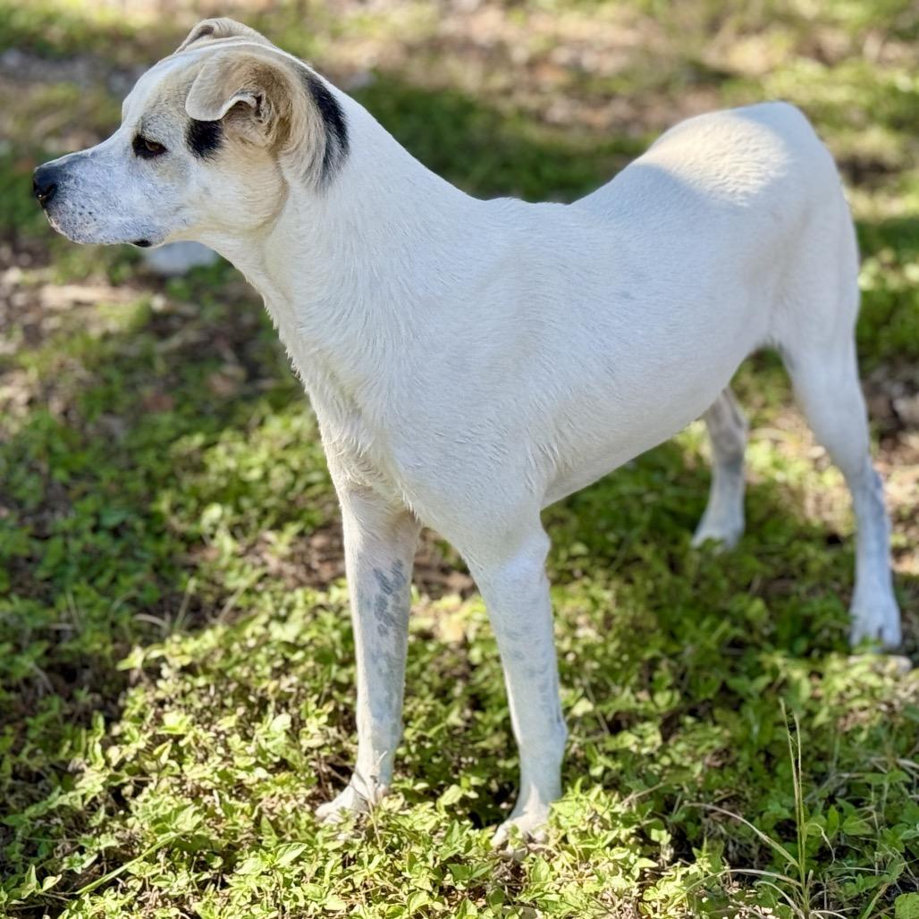 Enlarge Titus, a Adoptable mixed breed in Austin, TX image 2/6