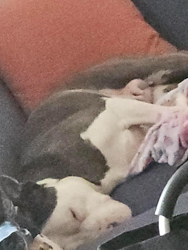 Baby Toes, Adoptable, Adult Female Mixed Breed.