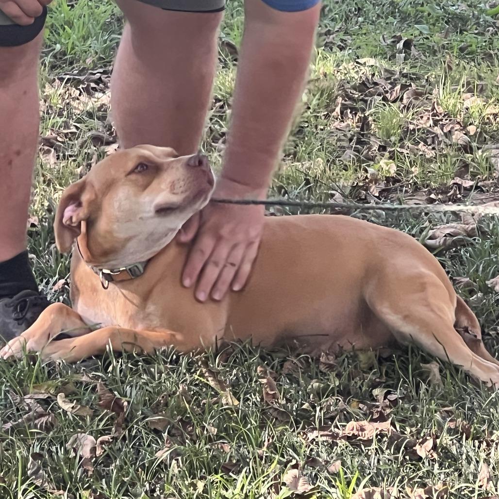 Missy, Adoptable, Adult Female Beagle & Terrier.