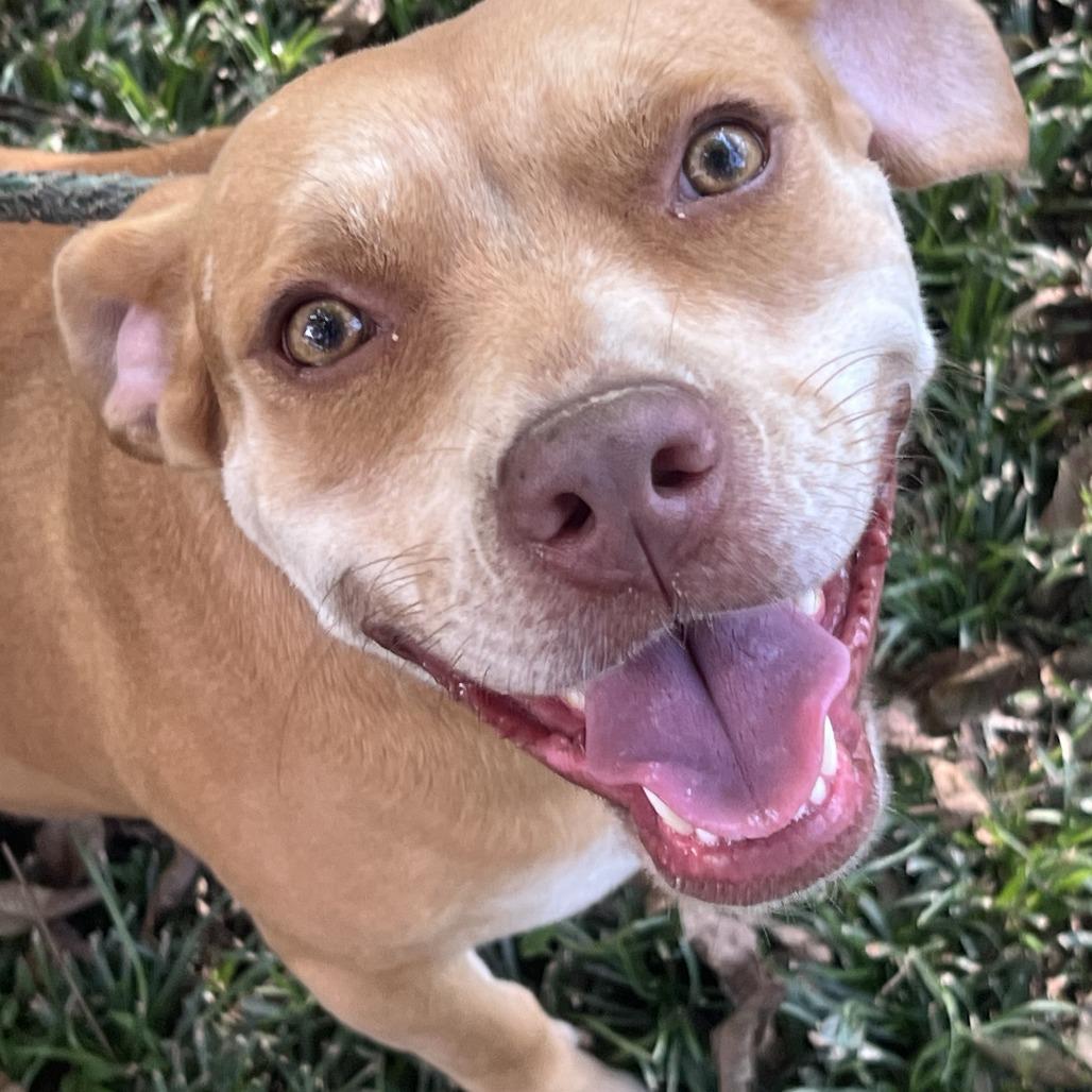 Enlarge Missy, a Adoptable mixed breed in Natchez, MS image 2/6