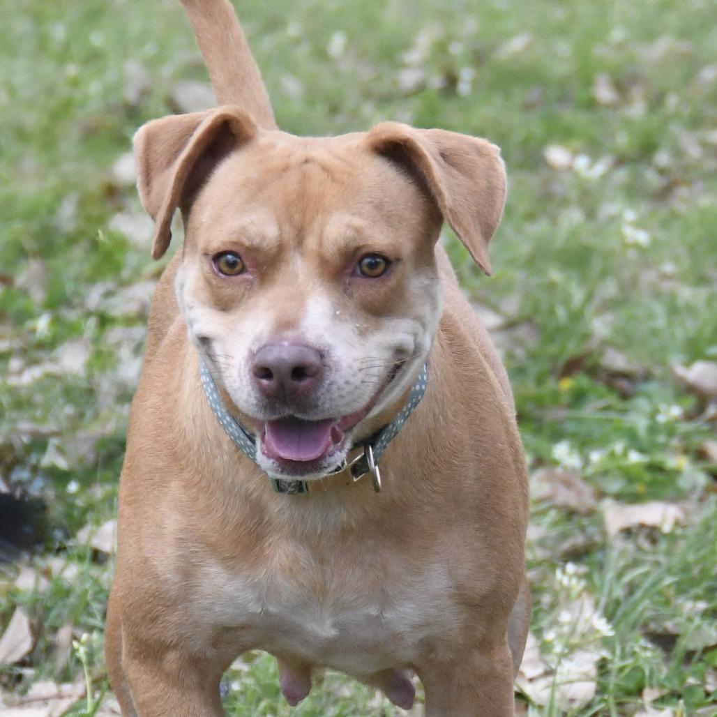 Enlarge Missy, a Adoptable Labrador Retriever in Natchez, MS image 1/4