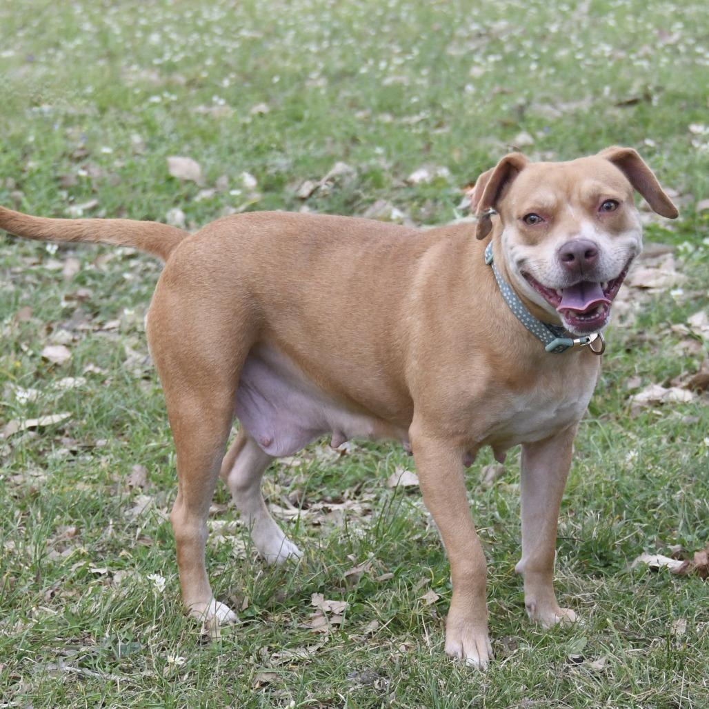 Enlarge Missy, a Adoptable Labrador Retriever in Natchez, MS image 2/4