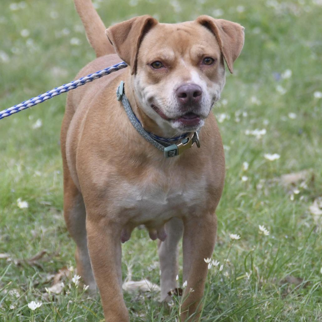 Enlarge Missy, a Adoptable Labrador Retriever in Natchez, MS image 3/4