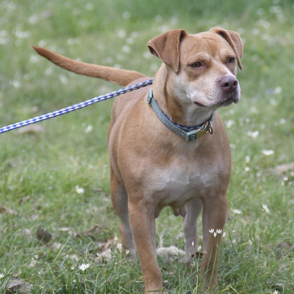 Enlarge Missy, a Adoptable Labrador Retriever in Natchez, MS image 4/4