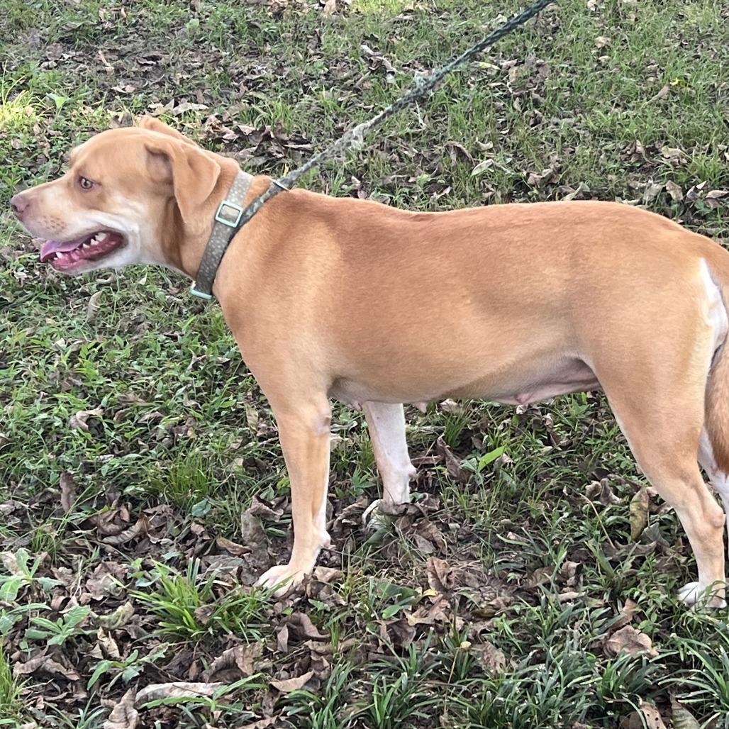 Enlarge Missy, a Adoptable mixed breed in Natchez, MS image 5/6
