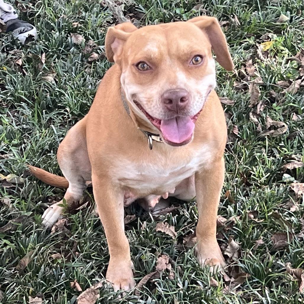 Enlarge Missy, a Adoptable mixed breed in Natchez, MS image 6/6