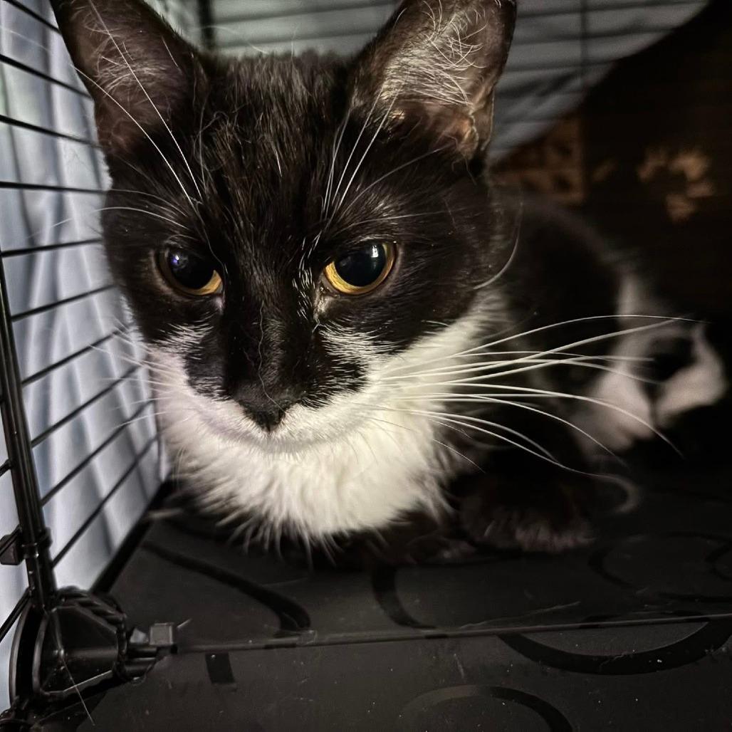Enlarge Buffy, a Adoptable Domestic Short Hair in Johnstown, PA image 2/2