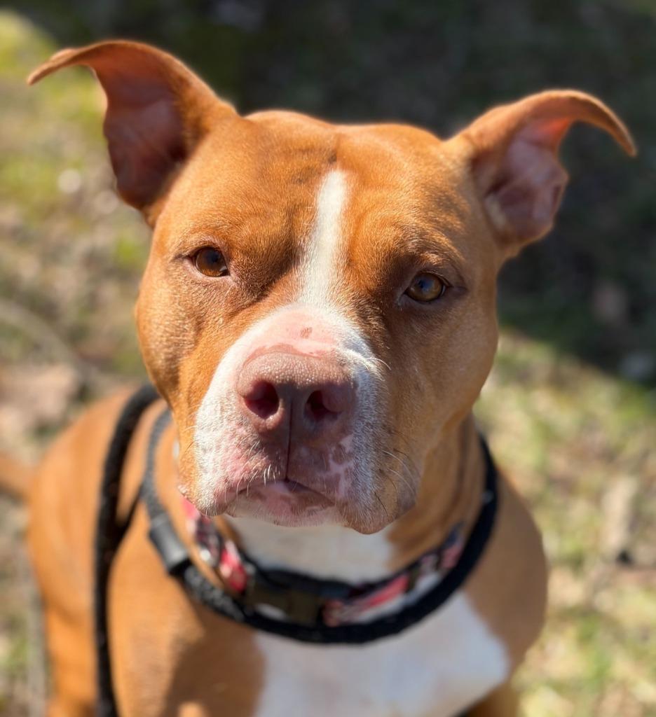 Shira, Adoptable, Adult Female American Staffordshire Terrier & Mixed Breed.