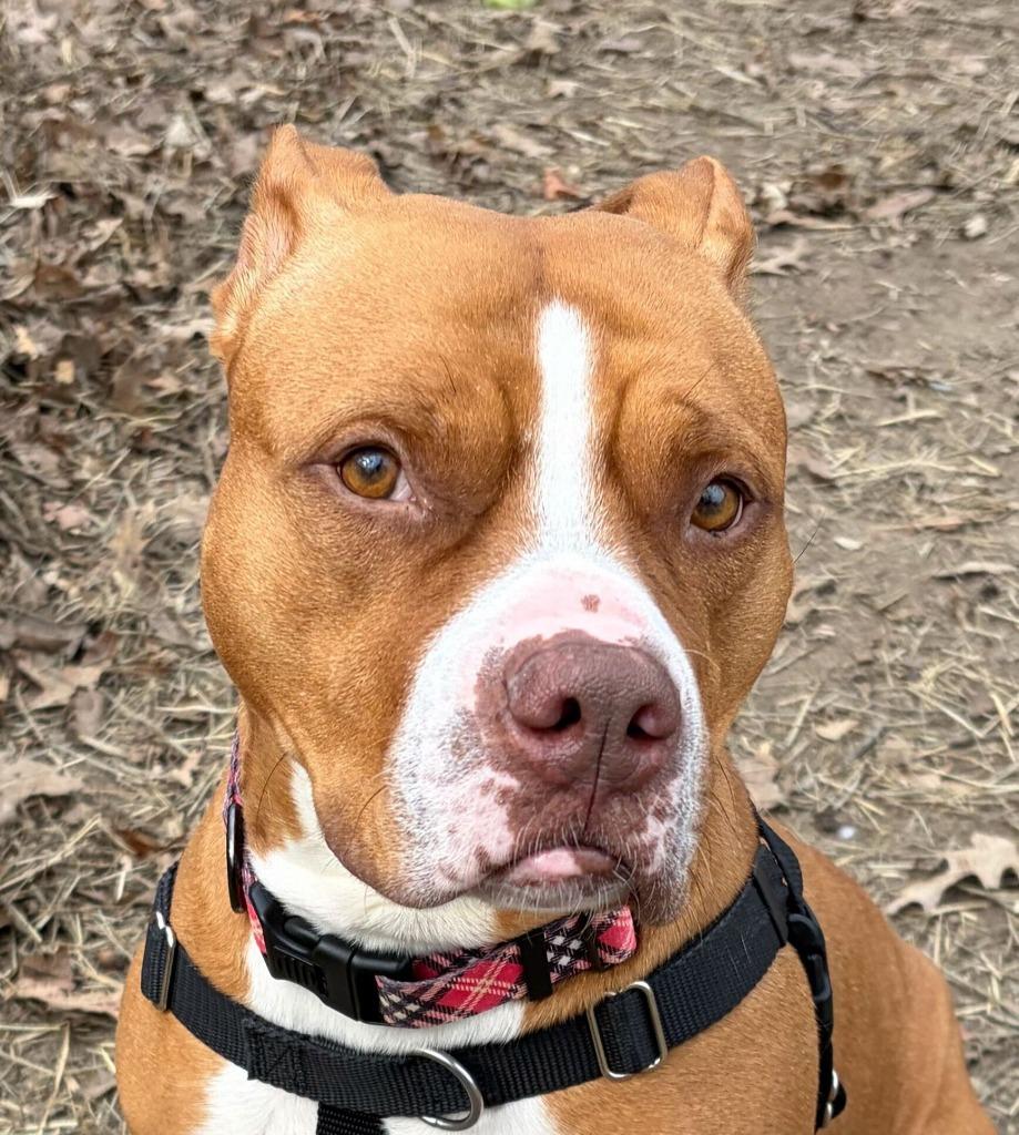 Shira, a Adoptable mixed breed in Utica, MI image 1/5