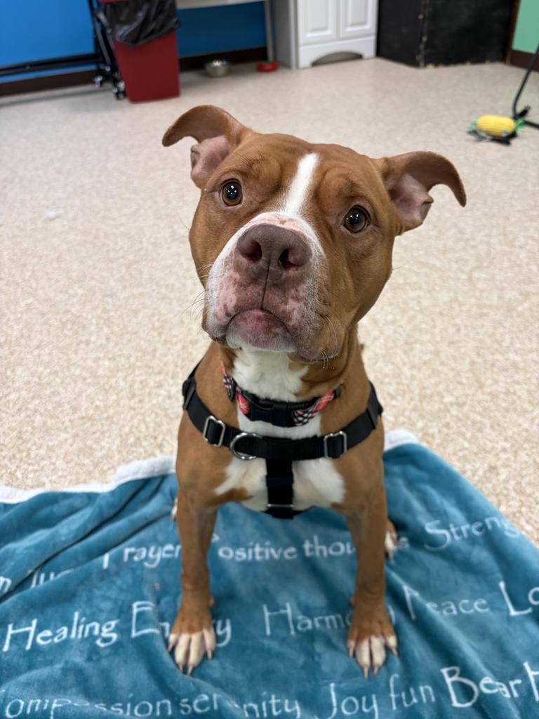 Shira, a Adoptable mixed breed in Utica, MI image 2/5