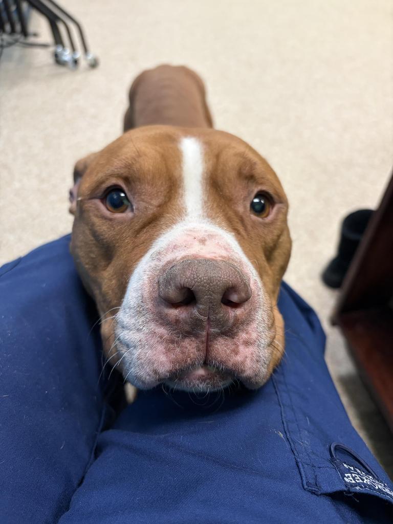 Shira, a Adoptable mixed breed in Utica, MI image 3/5