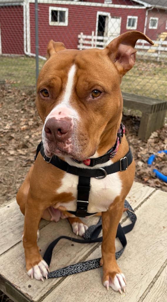 Shira, a Adoptable mixed breed in Utica, MI image 4/5