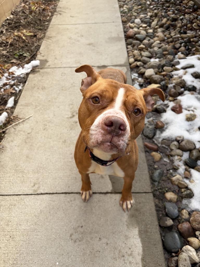 Shira, a Adoptable mixed breed in Utica, MI image 5/5