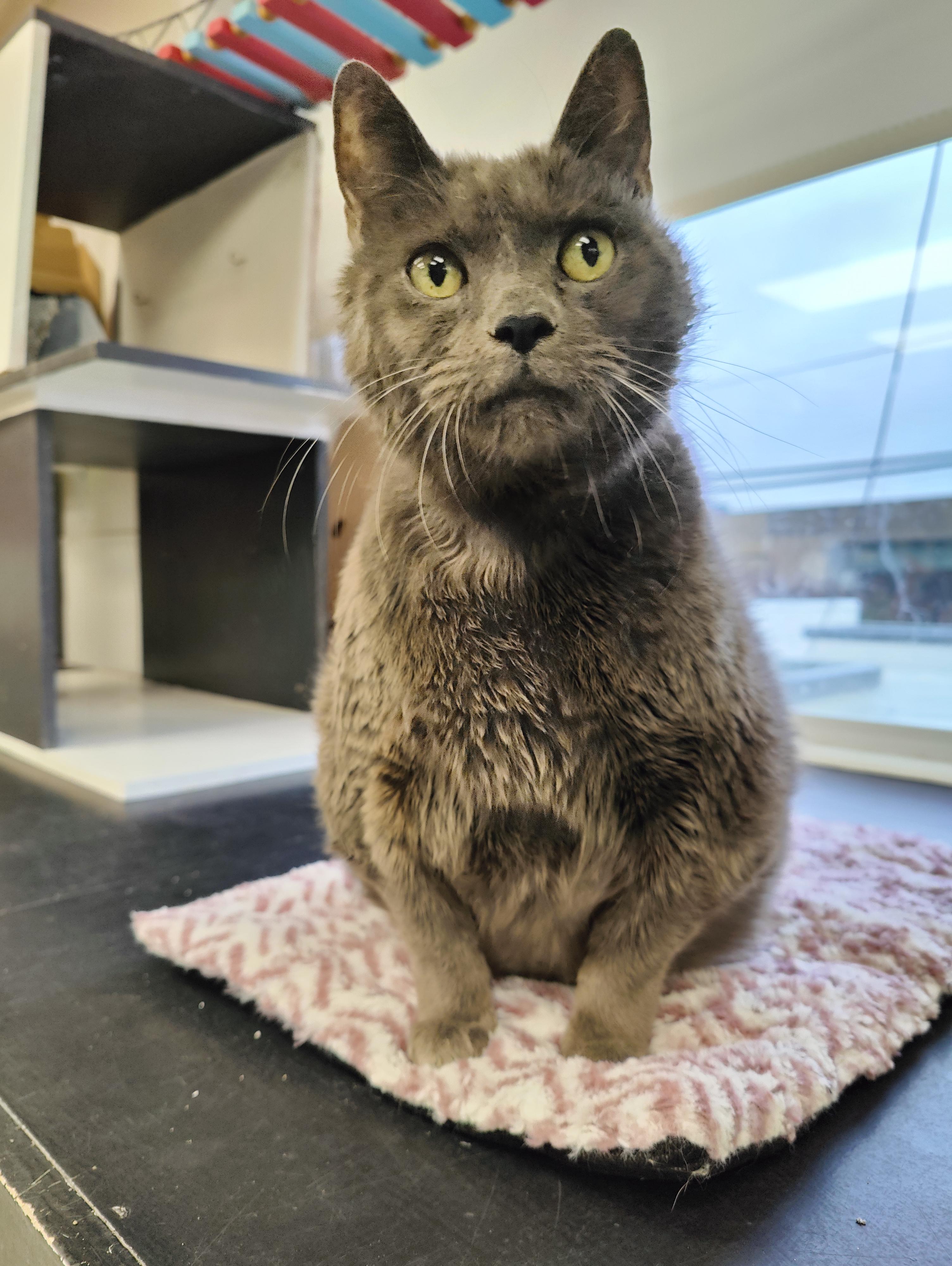 Sake, an adopted Domestic Short Hair in Jersey city, NJ image 1/3