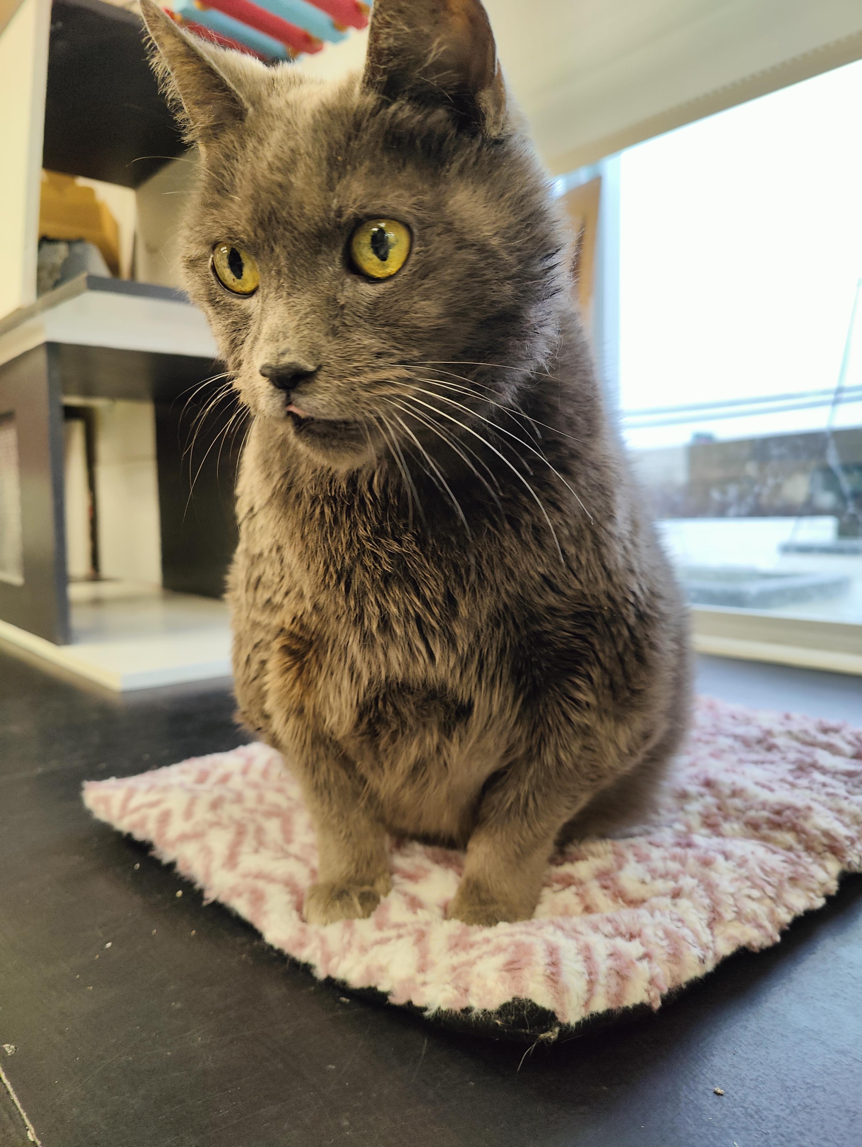 Sake, an adopted Domestic Short Hair in Jersey city, NJ image 2/3