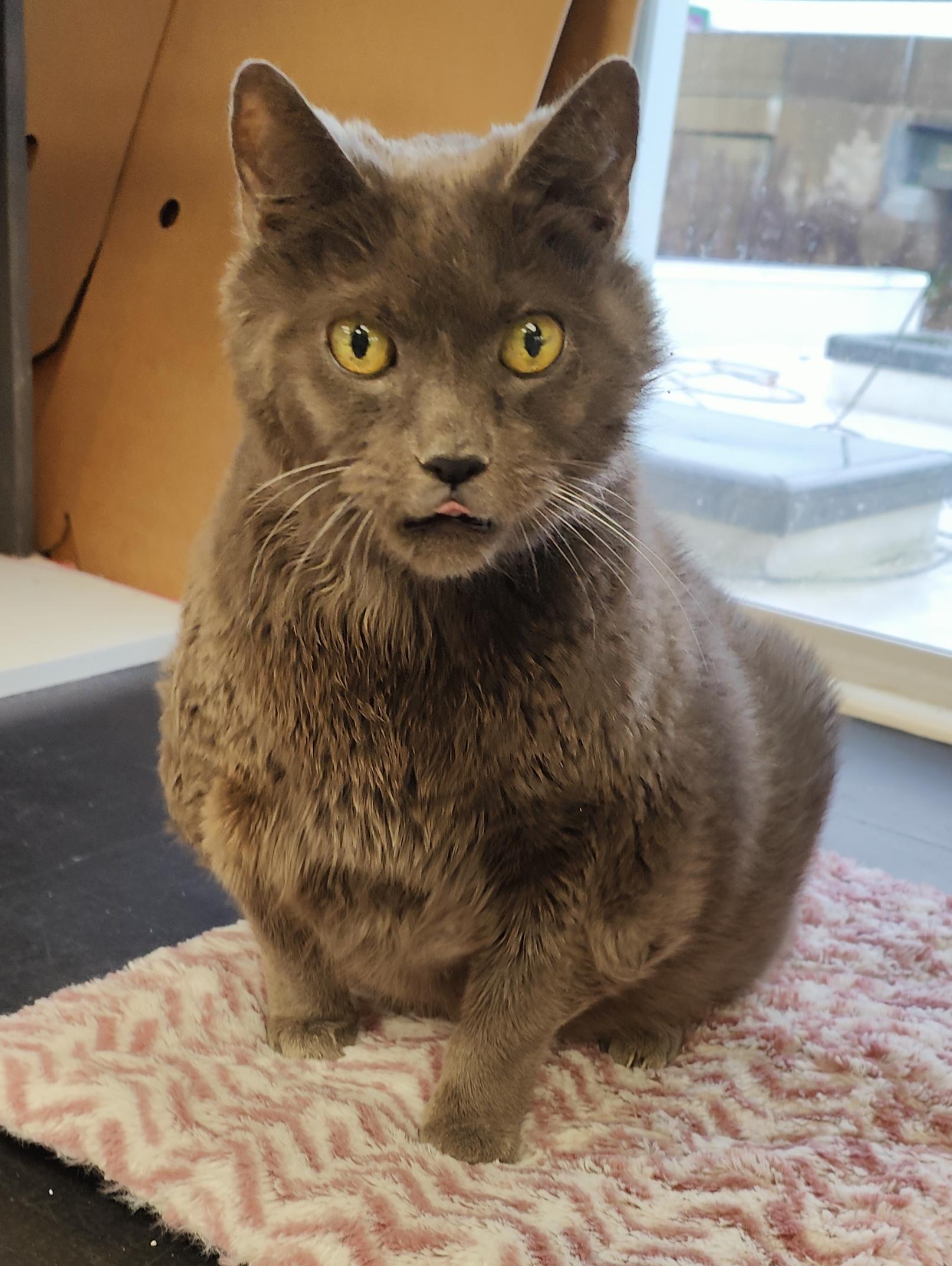 Sake, an adopted Domestic Short Hair in Jersey city, NJ image 3/3
