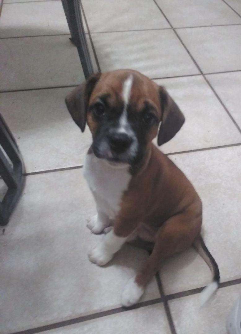 Trudy and Tyson, Adopted, Puppy Female Boston Terrier.