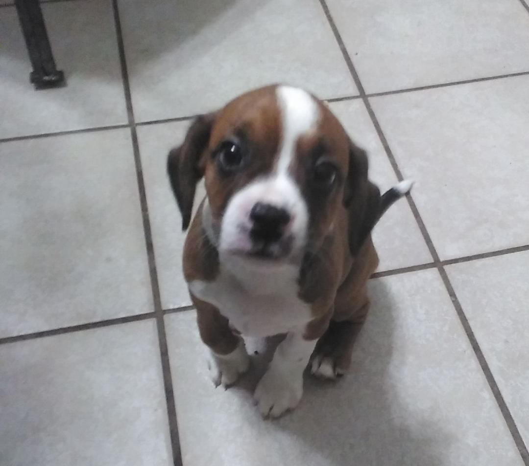 Enlarge Trudy and Tyson, a Adopted mixed breed in Jackson, NJ image 2/2