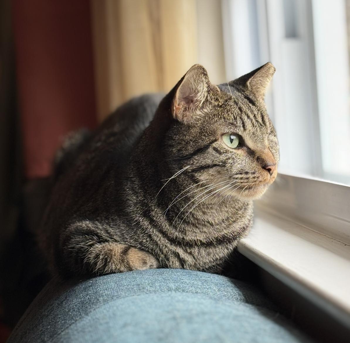 Leela, adoptable, Adult Female Domestic Short Hair & Tabby.
