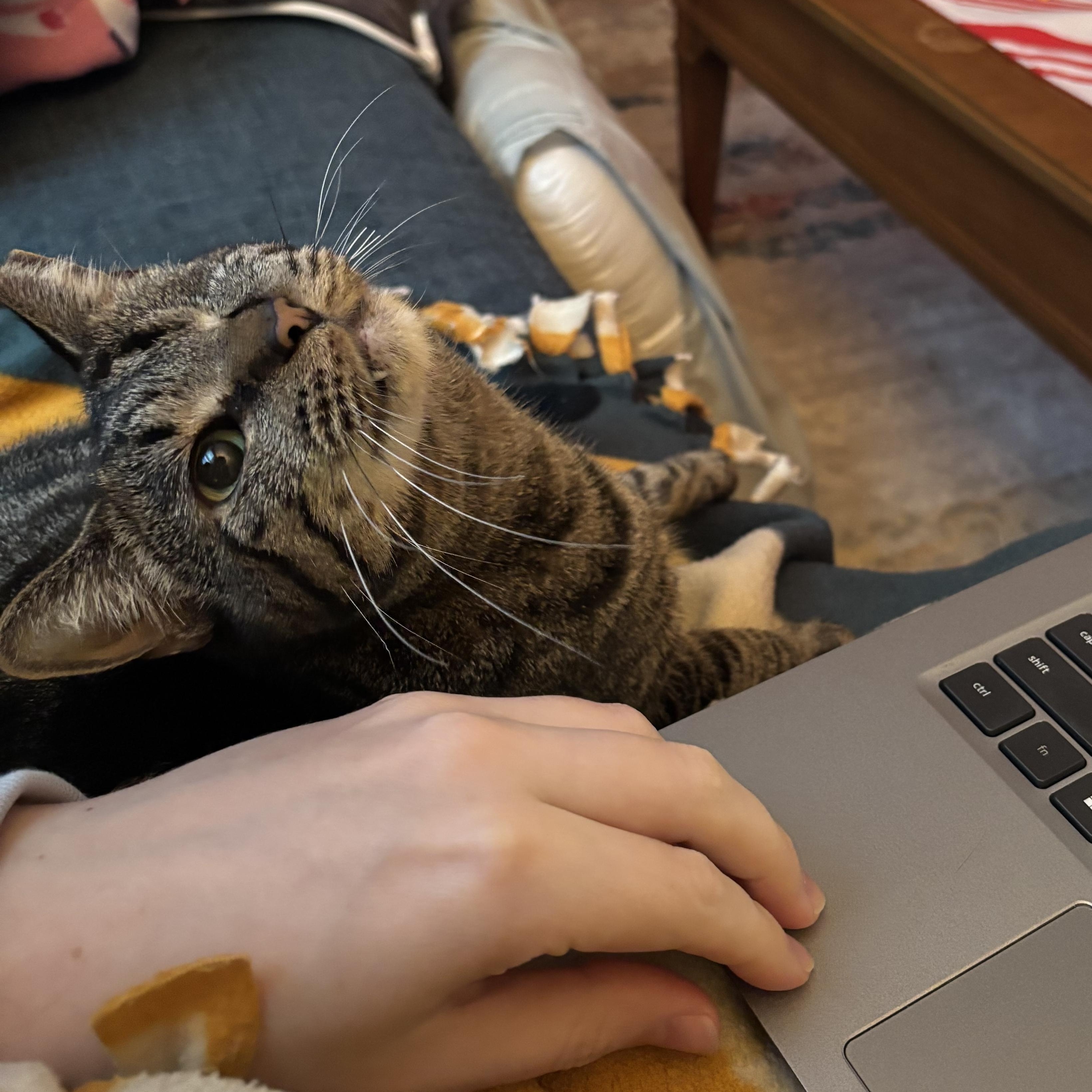 Leela, adoptable, Adult Female Domestic Short Hair & Tabby.