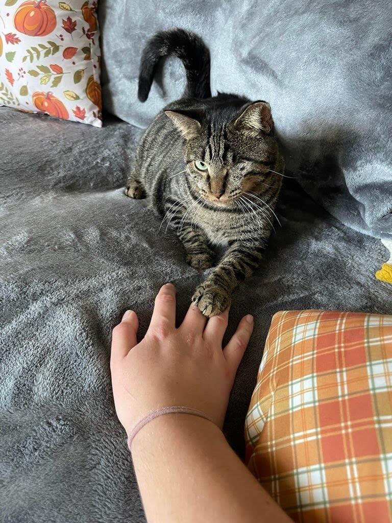 Leela, adoptable, Adult Female Domestic Short Hair & Tabby.