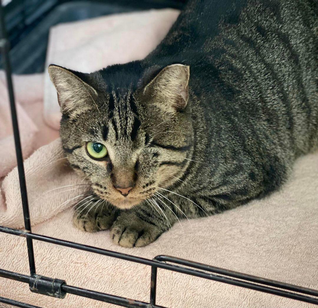 Leela, an adoptable mixed breed in Richmond, KY image 4/6