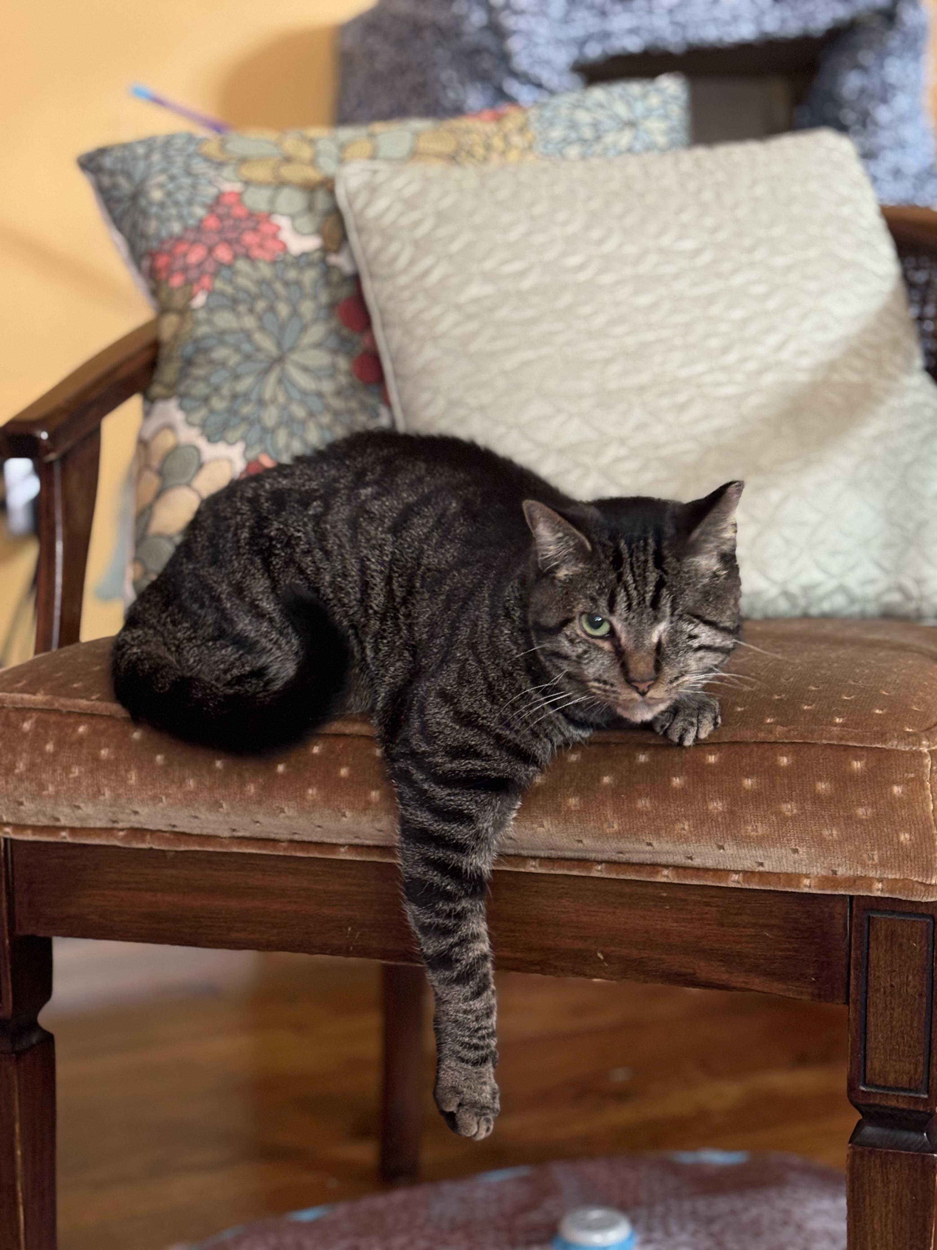 Enlarge Leela, an adoptable mixed breed in Richmond, KY image 3/6