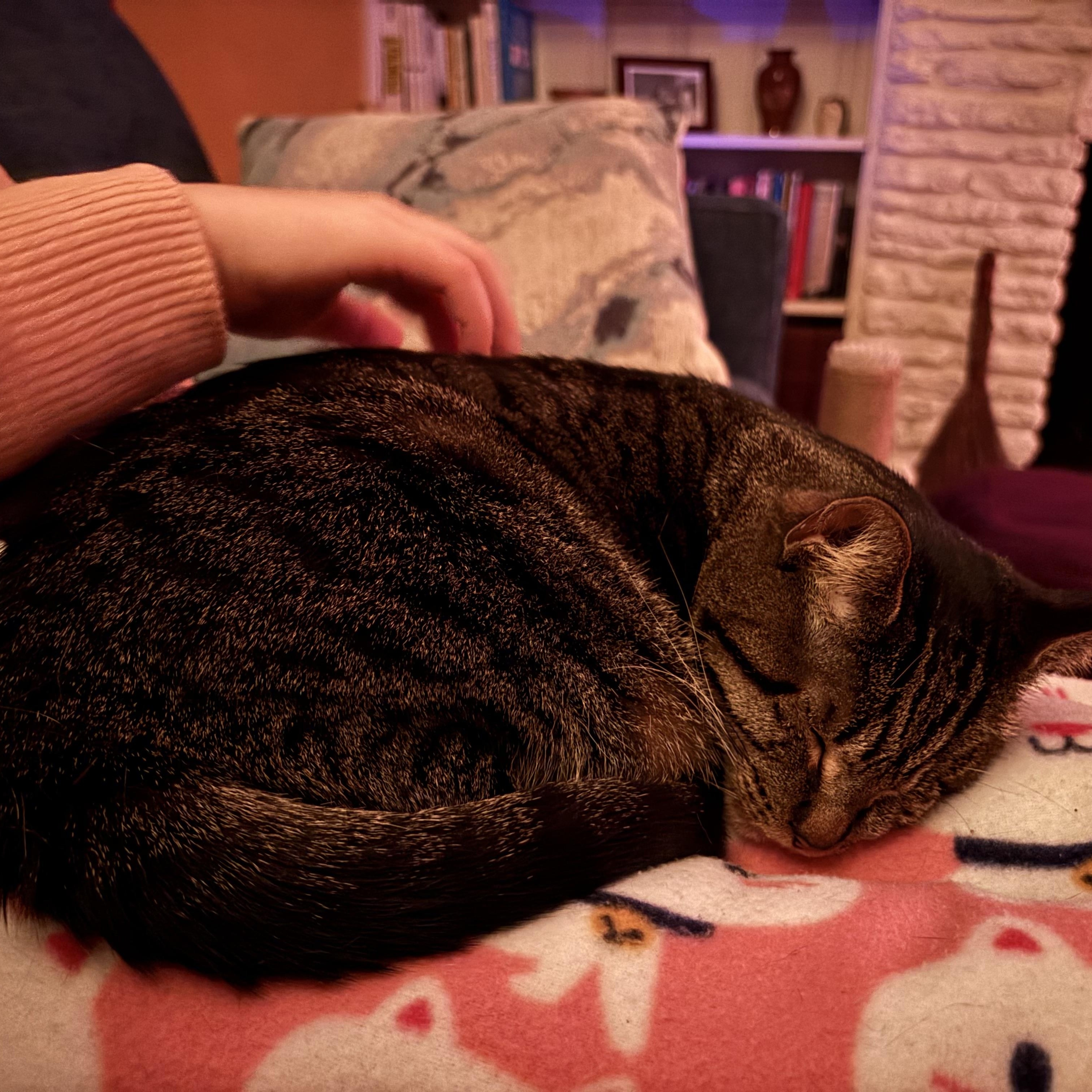 Enlarge Leela, an adoptable mixed breed in Richmond, KY image 4/6