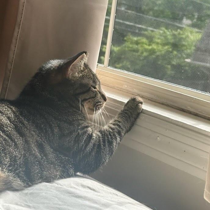 Leela, an adoptable mixed breed in Richmond, KY image 5/6