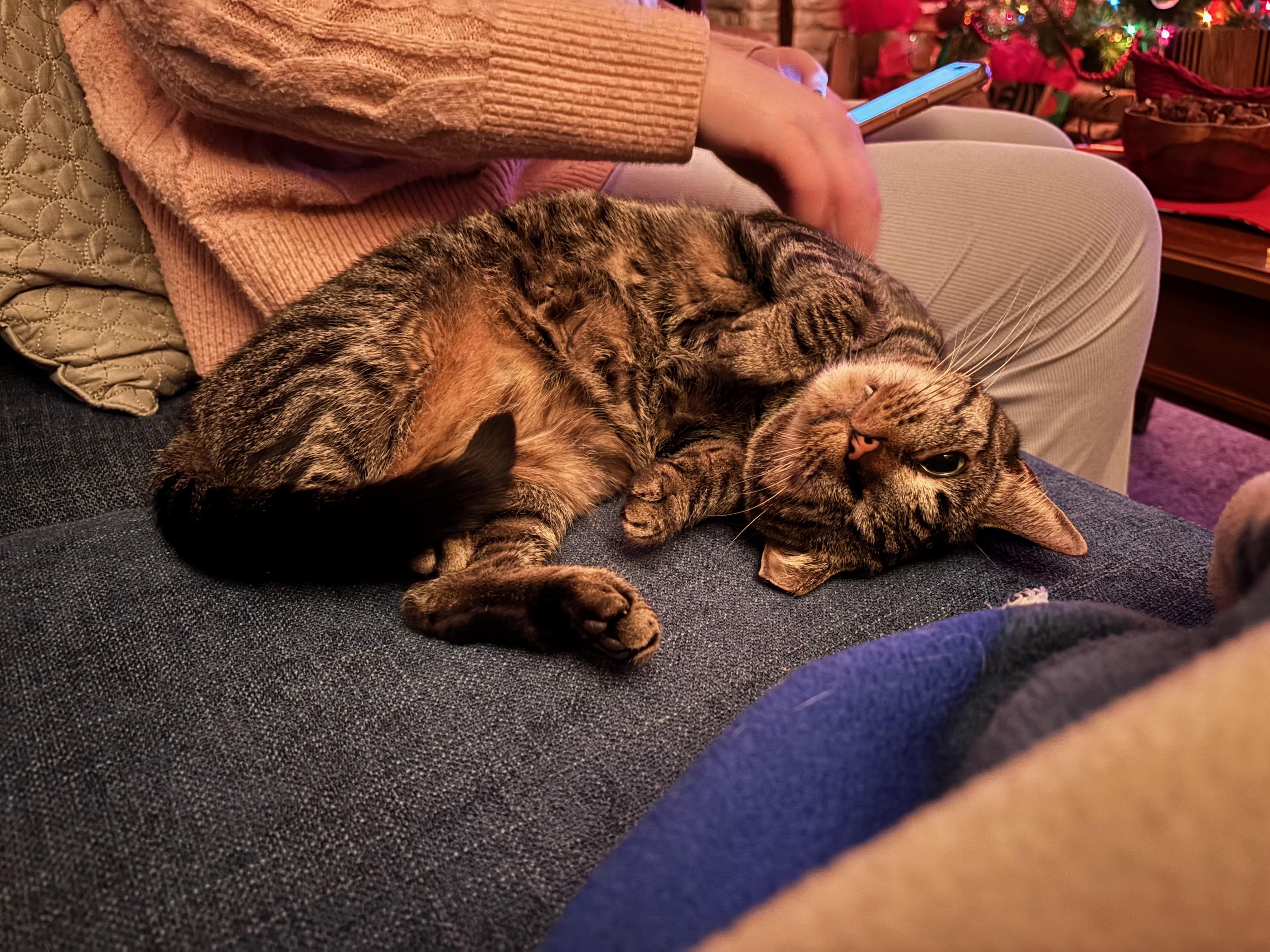 Enlarge Leela, an adoptable mixed breed in Richmond, KY image 5/6