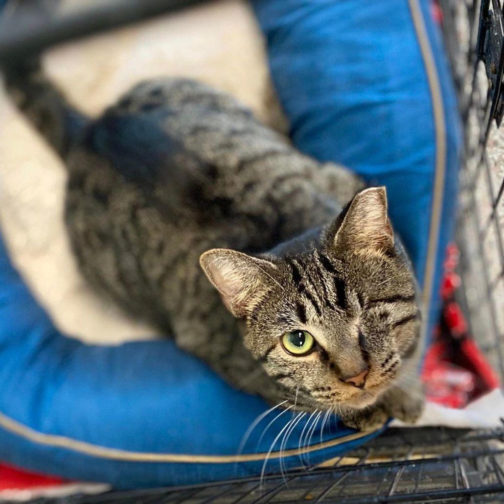 Leela, an adoptable mixed breed in Richmond, KY image 2/6