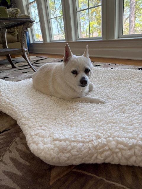 Enlarge Spirit, a Adoptable mixed breed in Bolivia, NC image 1/2