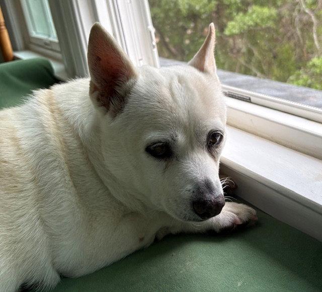 Enlarge Spirit, a Adoptable mixed breed in Bolivia, NC image 2/2