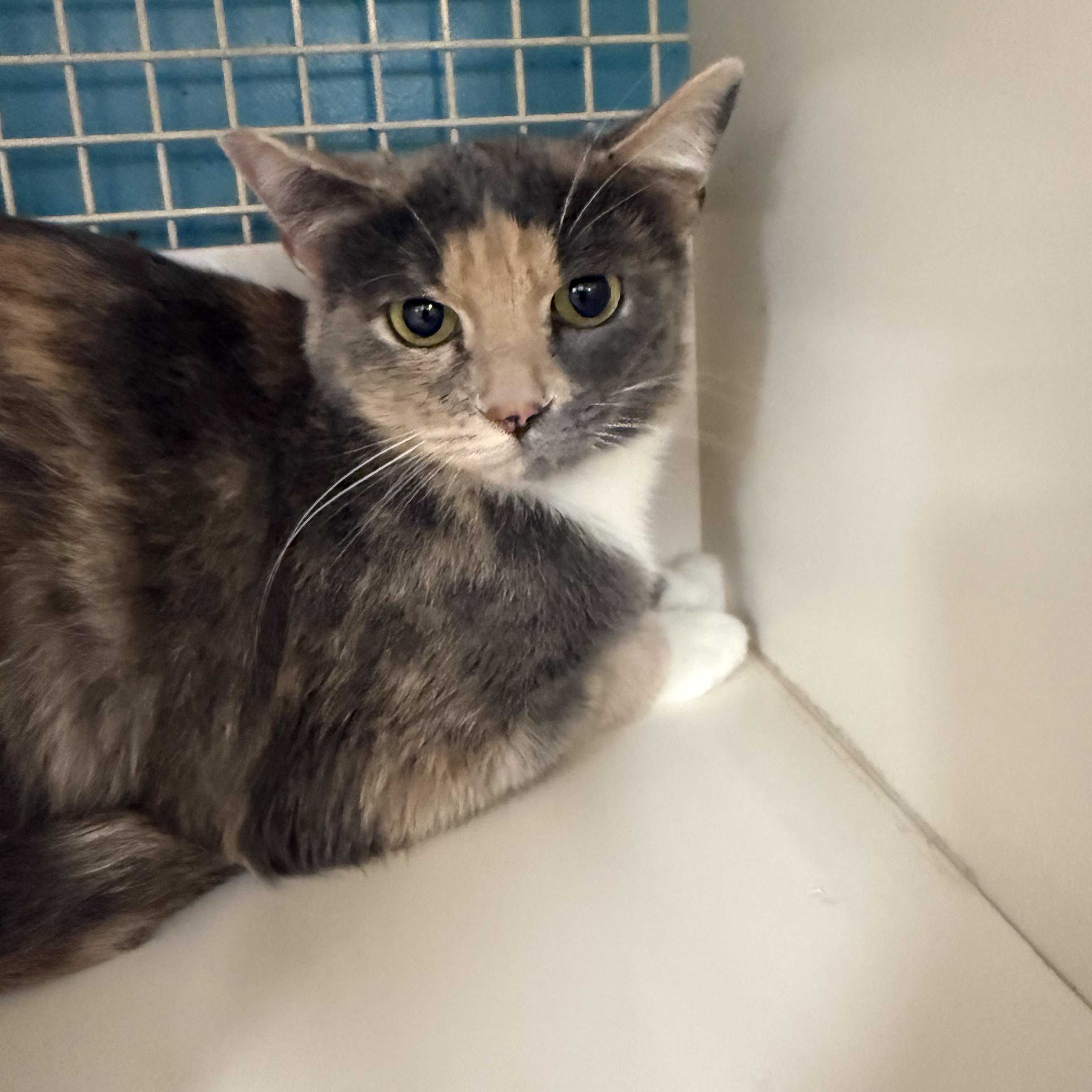 Bug Assassin, ADOPTABLE, Adult Female Dilute Calico.