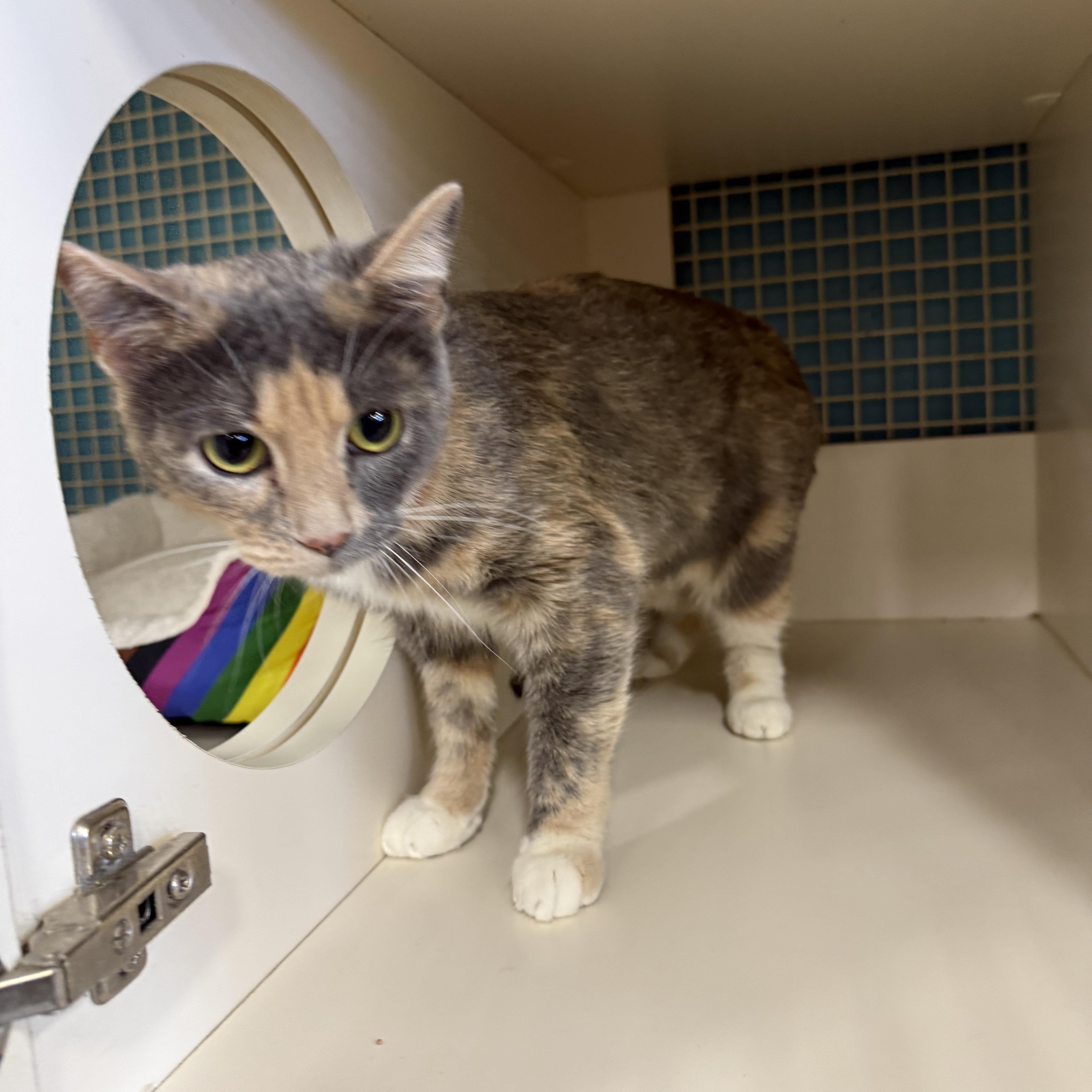 Enlarge Bug Assassin, a ADOPTABLE Dilute Calico in Las Vegas, NV image 2/2