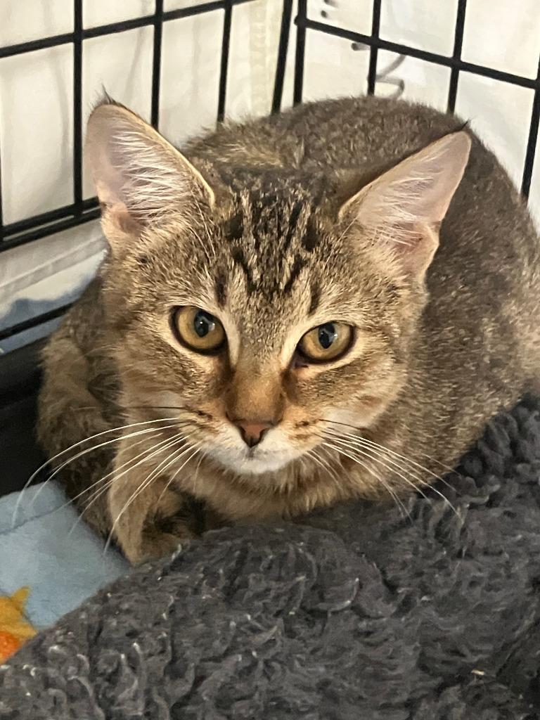 Enlarge Rogue, a Adoptable mixed breed in Lunenburg, MA image 1/1