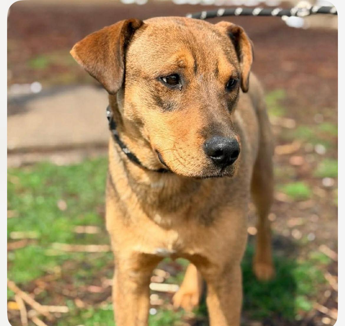 Enlarge Wonton CS , a ADOPTABLE Mixed Breed in Columbia, MD image 2/3