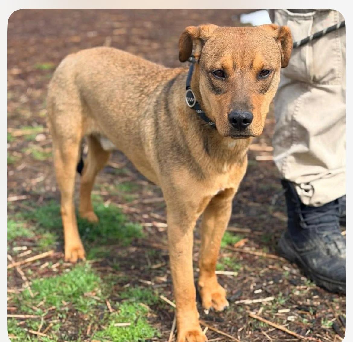 Enlarge Wonton CS , a ADOPTABLE Mixed Breed in Columbia, MD image 3/3