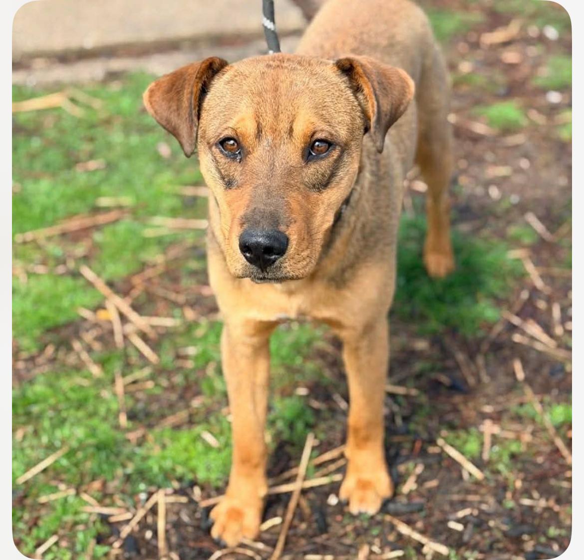 Wonton CS , ADOPTABLE, Adult Male Mixed Breed.