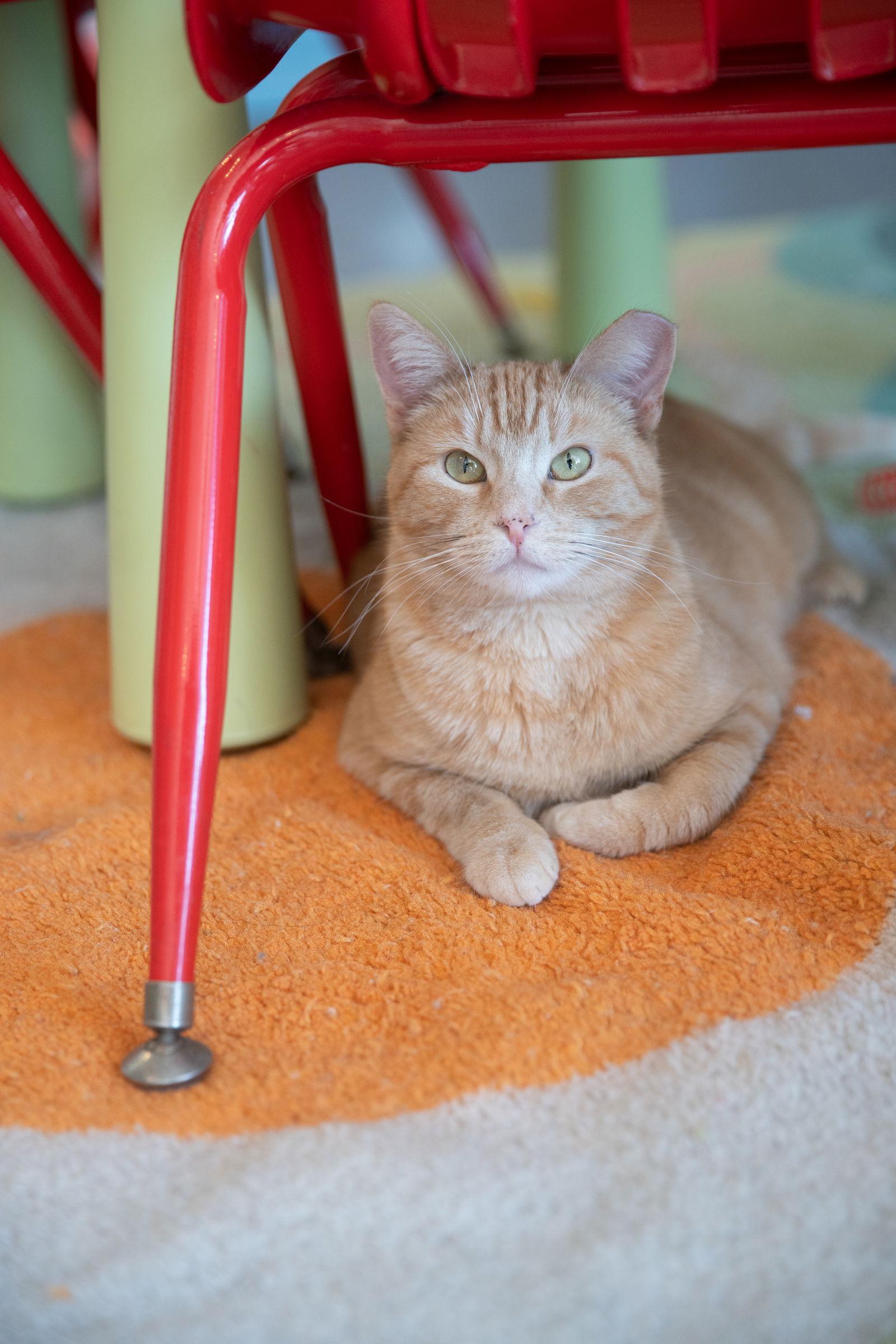 Hummingbird (bonded with Falcon), Adoptable, Adult Female Domestic Short Hair.