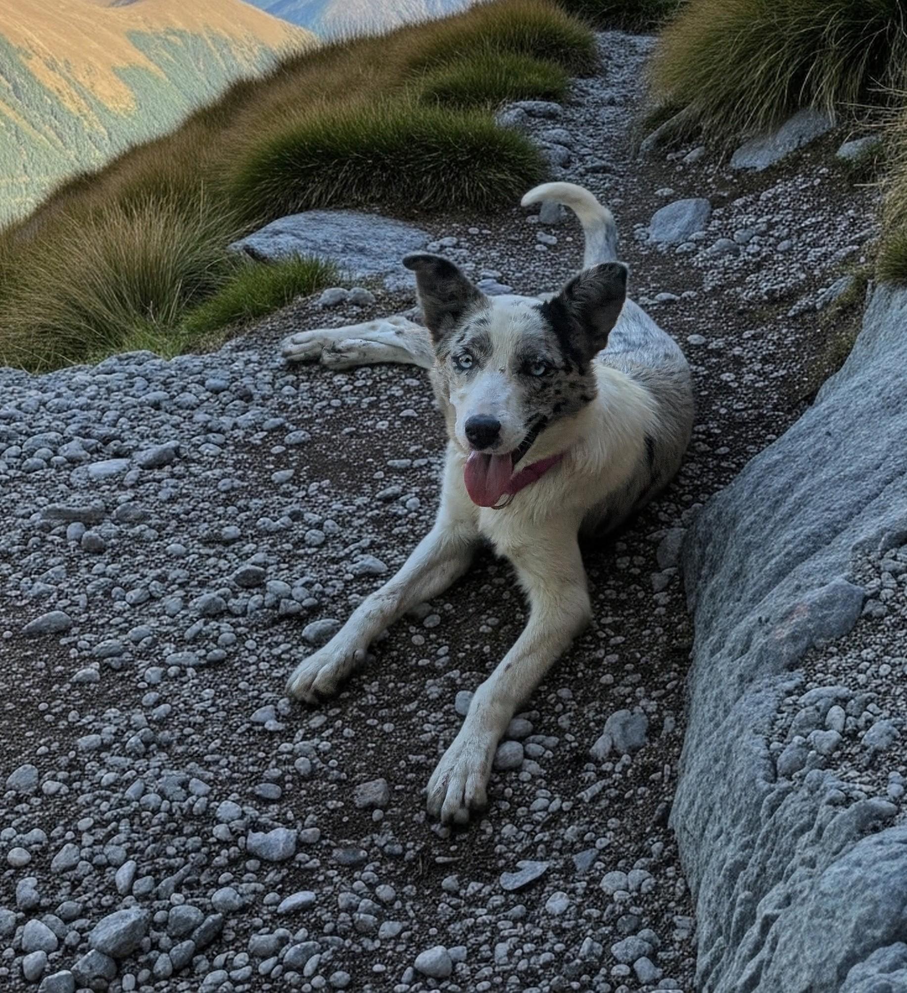Enlarge Sydney, an adopted mixed breed in COEUR D ALENE, ID image 4/5