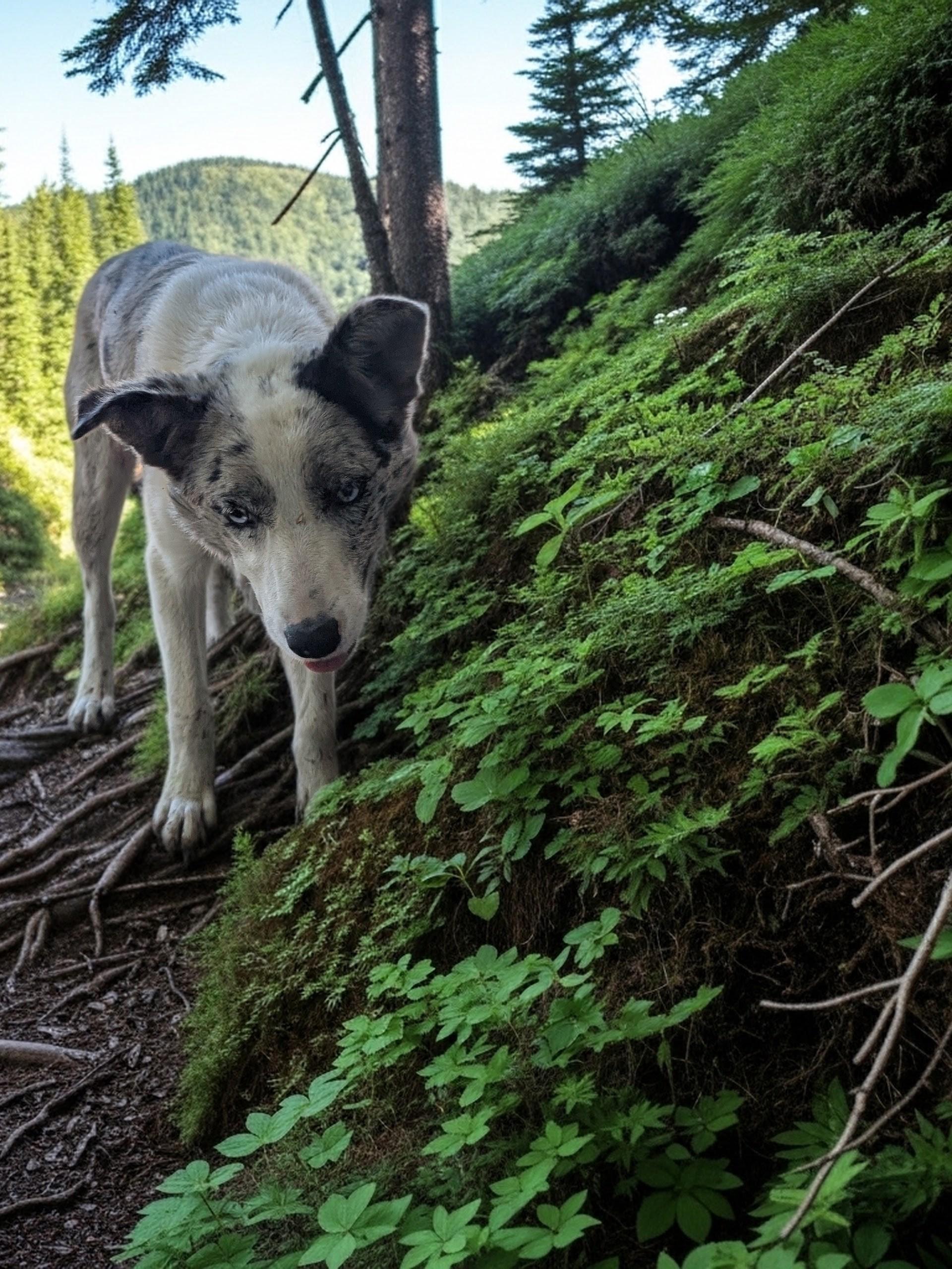 Enlarge Sydney, an adopted mixed breed in COEUR D ALENE, ID image 3/5