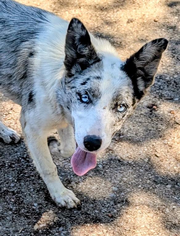 Sydney, adopted, Young Female Border Collie & Australian Cattle Dog / Blue Heeler.
