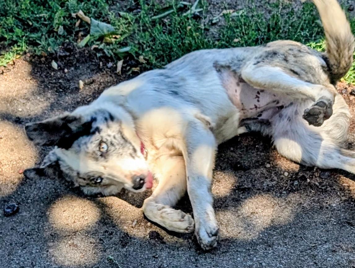 Enlarge Sydney, an adopted mixed breed in COEUR D ALENE, ID image 2/5