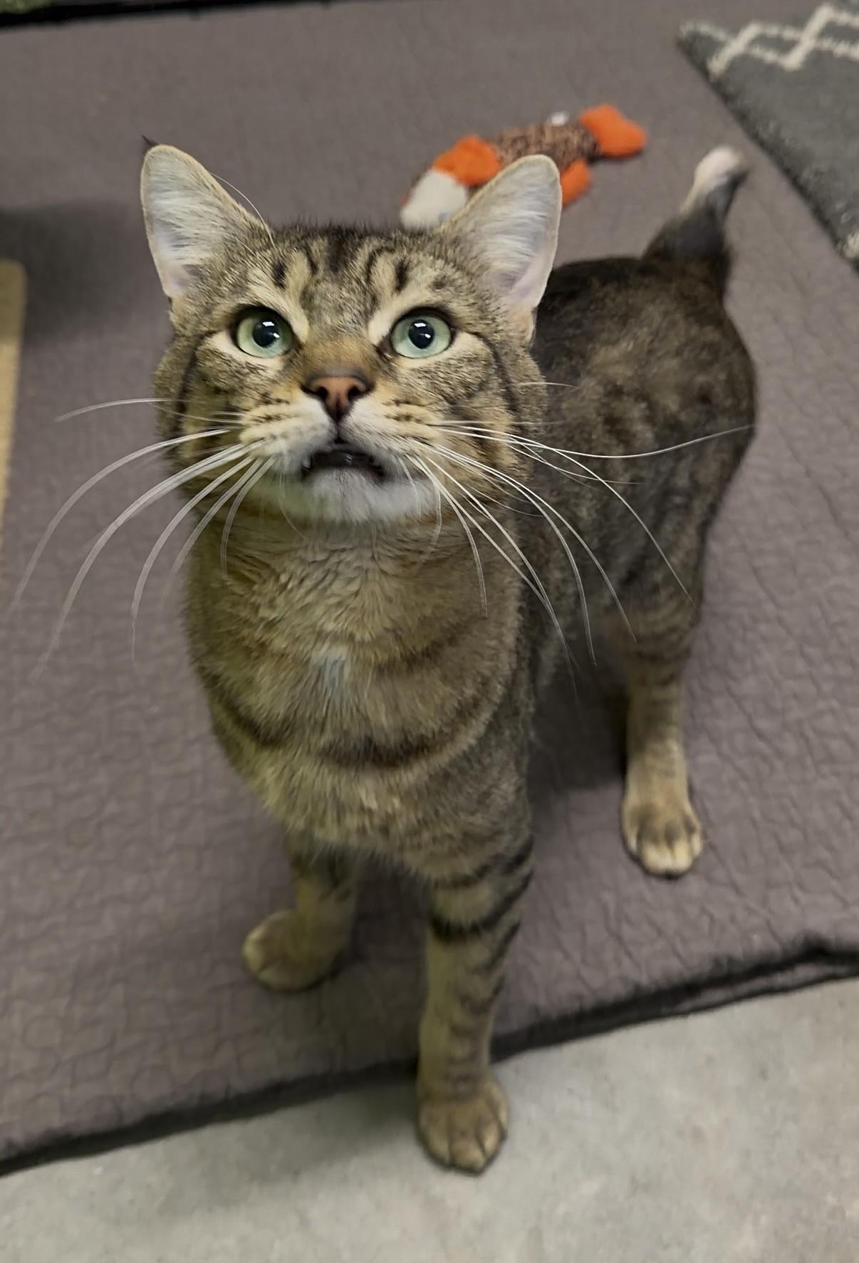 Maurice, a ADOPTABLE Domestic Short Hair in Delta, BC image 2/3